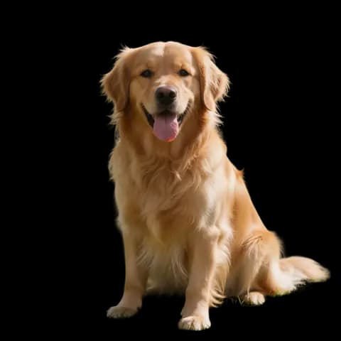 Dog fur — background removed