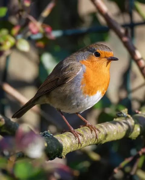 Soft bird photo — after Phota Enhance